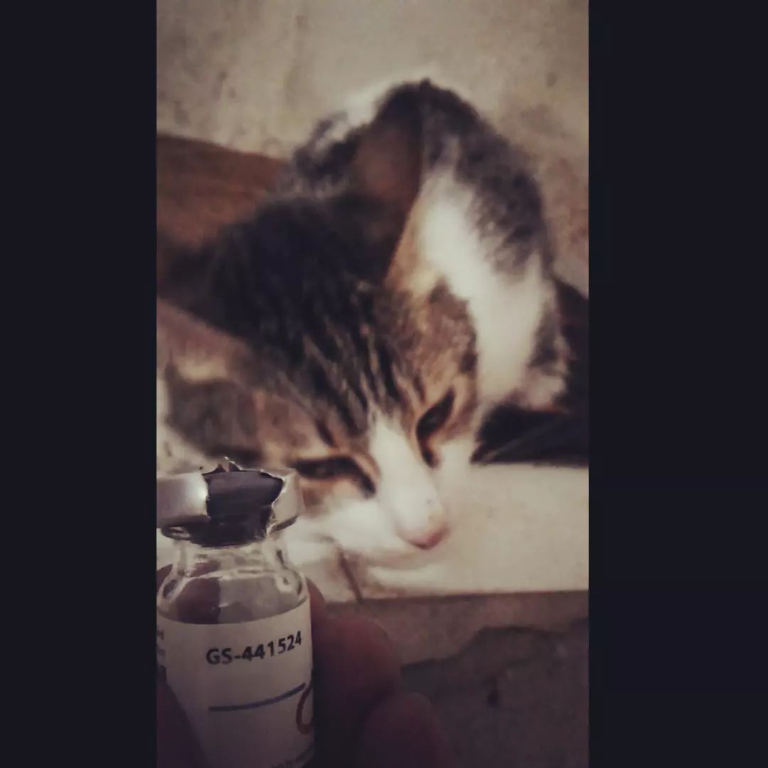 HuysuzFipWarrio's tweet photo. elinizde kalan açılmışta olsa yarımda olsa GS şişelerini ona göndererek tedavi olmasını sağlayabilir ona 2. bir şans verebilirsiniz ayrıca doğrudan kliniğe destek vererek bütün bu pahalı klinik masraflarıyla başetmemizi sağlayabilirsiniz o Fip hastası ilaç ve klinik desteği şart https://t.co/Rf5manrBmx