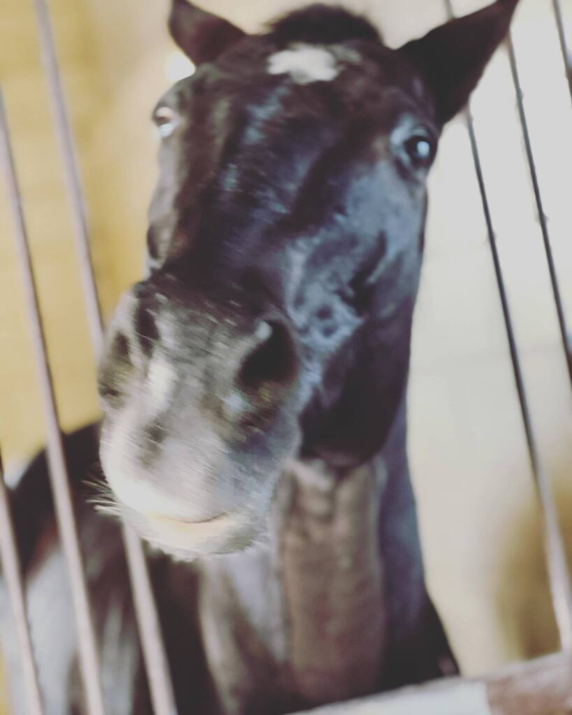 WallaceEventing's tweet photo. HAPPY BIRTHDAY! To the most amazing #Blackdragon. #SimplyPriceless aka Johnny turns 21 today and living his retirement life with his besties Eton and Hwin. He was the horse that made dreams come true and really changed my live. I owe him everything. He g… https://t.co/pQe6o3PjH1 https://t.co/CPysXqne0A