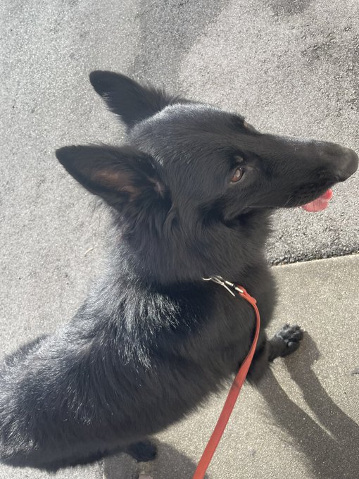 日光浴と犬 