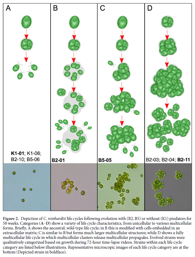 Wow! Scientists have observed a single-cell alga evolve in real time into a multicellular organism. The transition took around a year and was caused by the introduction of a predator into the environment. nature.com/articles/s4159…
