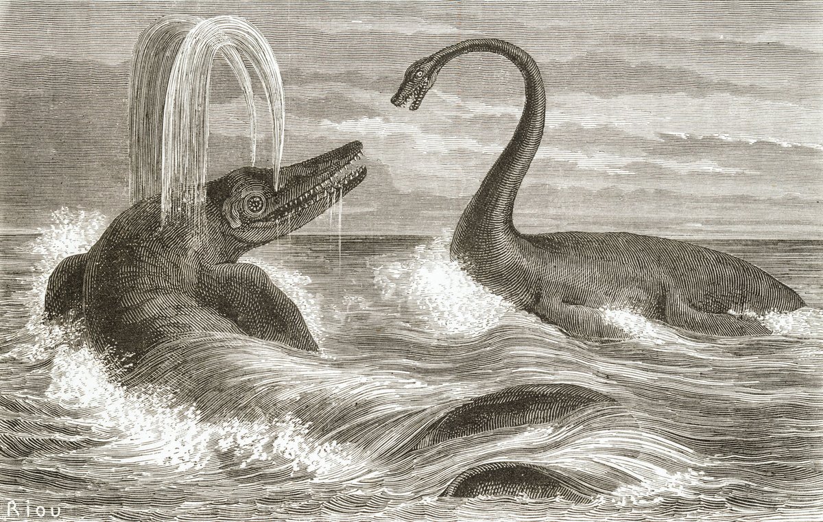 BestCryptids's tweet photo. In 1874 an ichthyosaur vertebrate fossil was discovered in New Zealand. Based on the 45cm or 18in measurement of the fossil, it was estimated to be one of if not the largest animals ever, including the blue whale. Sadly the fossil was lost in a boat sinking https://t.co/8XUX1KY3hX
