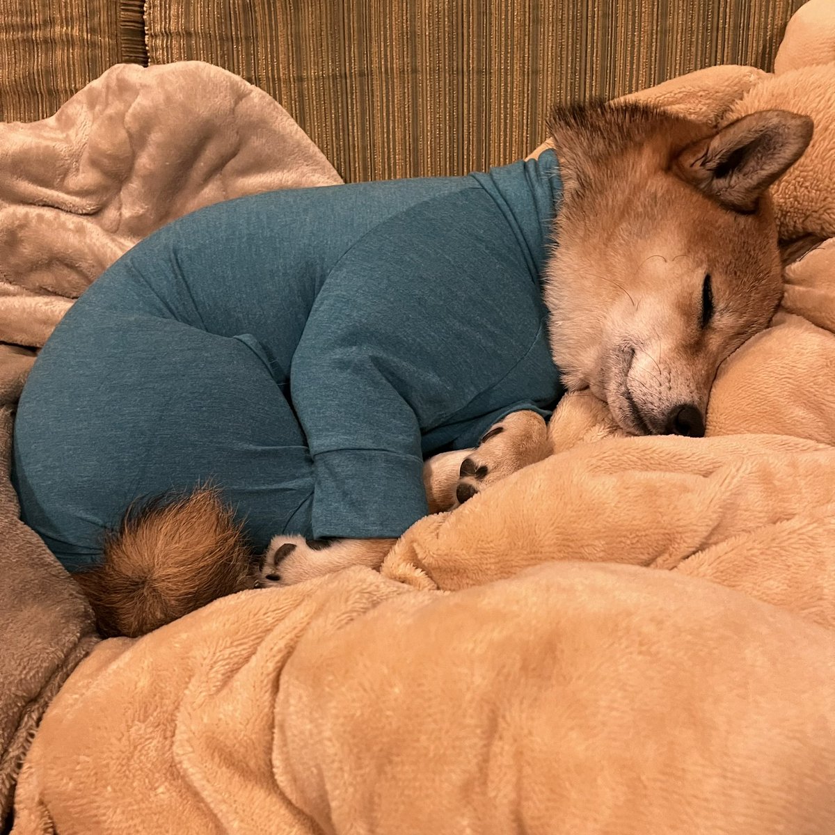 shibainupero's tweet photo. 夕べはW杯観戦で大騒ぎのなか、ソファで寝てました。ニュースーツの色はターコイズ。
#柴犬 #柴犬のいる暮らし #柴犬のいる幸せ #しばすたぐらむ #いぬすたぐらむ #mandarinebrothers #skintightsuit https://t.co/qW46B7QyNf
