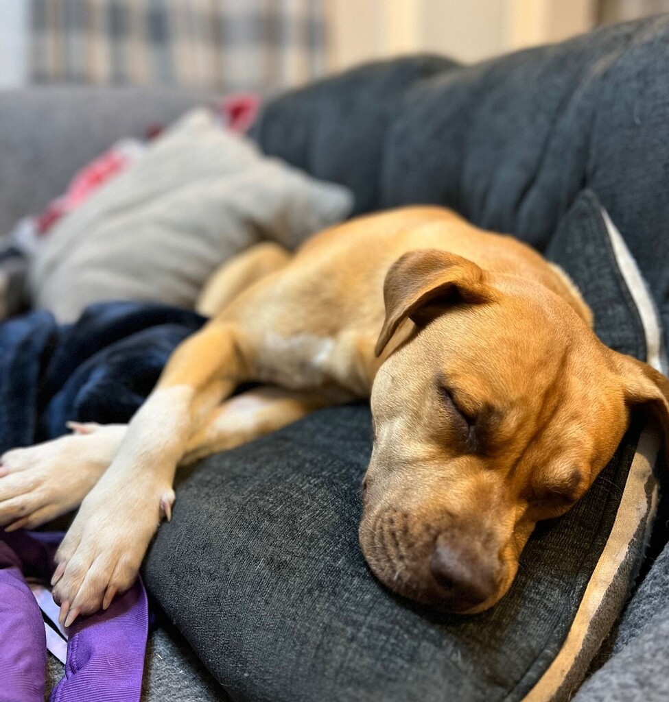 "We are incredibly blessed to have such a strong community of foster families and adopters that help make our organization's mission possible! We strive to save nearly 1,000 dogs PER YEAR from rural kill shelters, country side roads, and people asking fo… instagr.am/p/ClUmvnpNrm0/