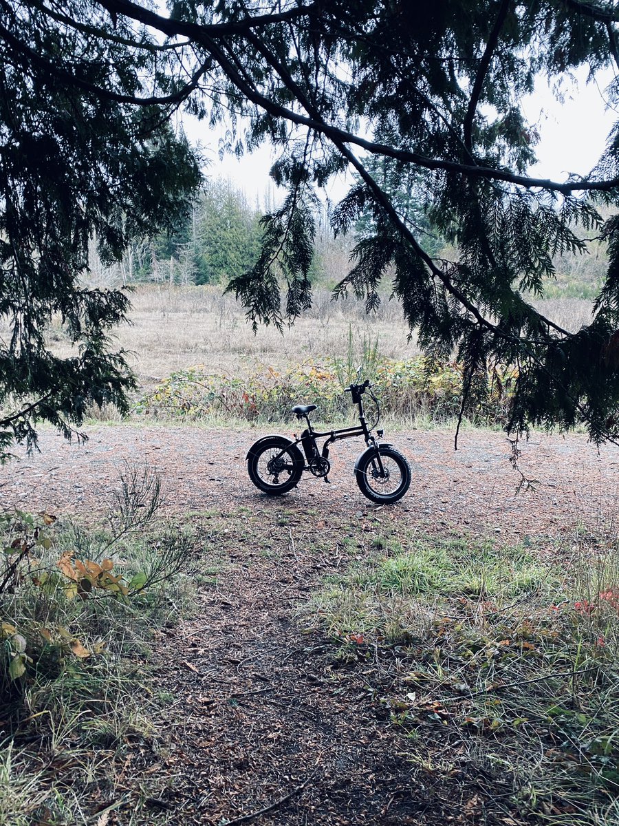 fungiviking's tweet image. Interesting #tree #radpowerbike