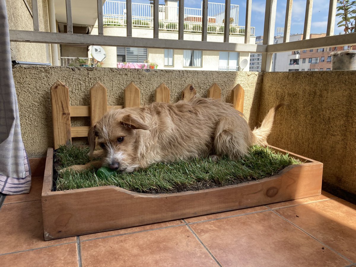 Voy a desahogarme😳. Nunca publican las fotos que les mando a las tiendas de ig donde compro las cositas de la Nala, será porque no es de raza? ☹️ se las comparto a uds para que alguien las vea🥹