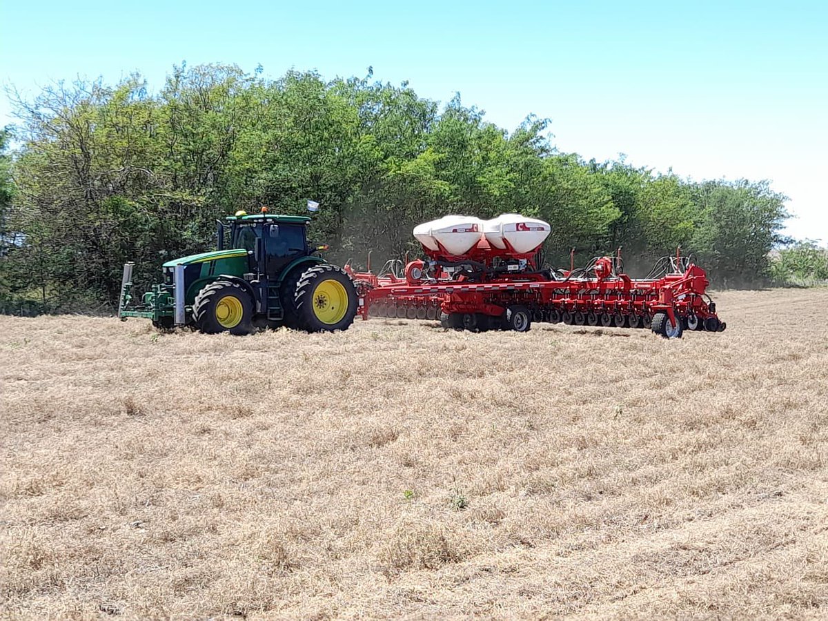 Siembra Maíz sobre Vicia + Napa 1,5 m + Precisión Planting VRT. Tecnología de punta en Oeste Bs As.