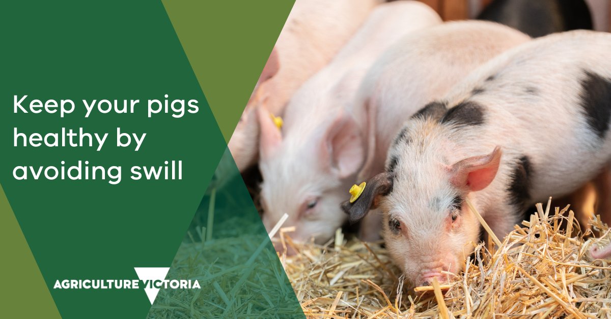 Have you heard of ‘swill feeding’? It’s the term used to describe feeding food scraps to pigs. In Australia it’s illegal to supply, collect, store or feed swill.
Pig owners – avoid the risk of introducing disease by ensuring you pigs cannot access swill.
agriculture.vic.gov.au/livestock-and-…