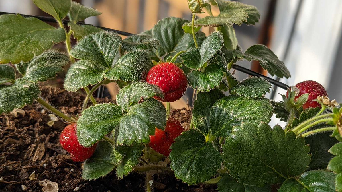 SimpleSimpleAds's tweet image. Third week of November and we&apos;re still pulling herbs, peppers, and tomatoes out of the rooftop #greenhouse ... It&apos;s a pretty fun place to work. If you have an idea, chase it!