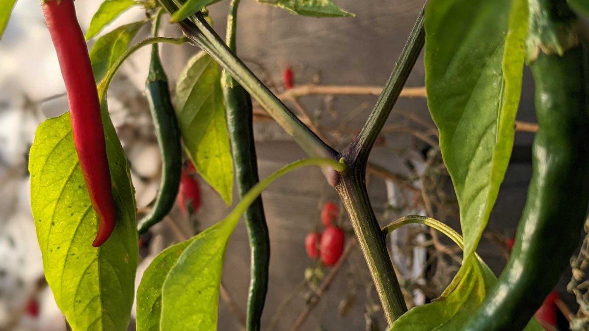 SimpleSimpleAds's tweet image. Third week of November and we&apos;re still pulling herbs, peppers, and tomatoes out of the rooftop #greenhouse ... It&apos;s a pretty fun place to work. If you have an idea, chase it!