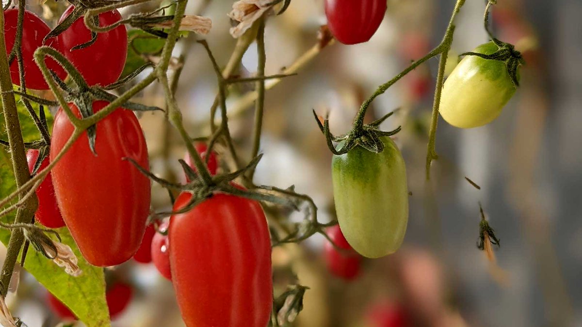 SimpleSimpleAds's tweet image. Third week of November and we&apos;re still pulling herbs, peppers, and tomatoes out of the rooftop #greenhouse ... It&apos;s a pretty fun place to work. If you have an idea, chase it!