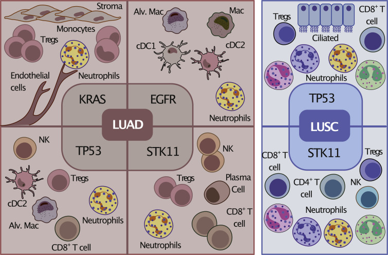 Online Now: Understanding NSCLC, one cell at a time dlvr.it/SdGsrR