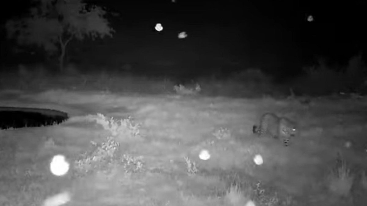 LuciSpaulding's tweet photo. Leopard on Djuma cam then White tail Mongoose shows up. Never knew a Mongoose barks. 3:04 am 11-24-22 SA time https://t.co/3HplDoYOV1