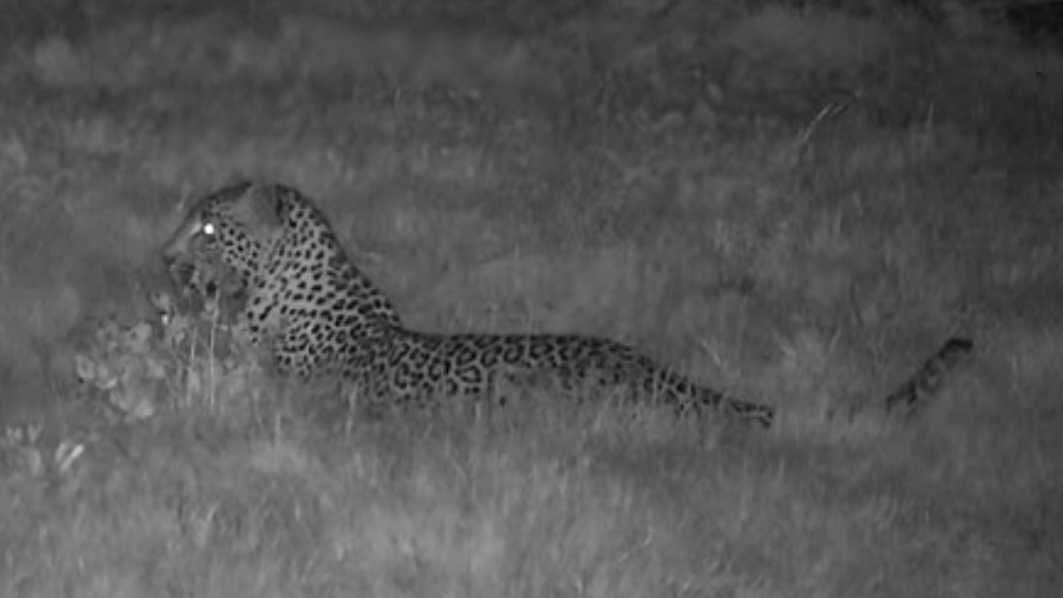 LuciSpaulding's tweet photo. Leopard on Djuma cam then White tail Mongoose shows up. Never knew a Mongoose barks. 3:04 am 11-24-22 SA time https://t.co/3HplDoYOV1
