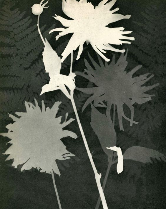 Man Ray ~ Rayograph - Flowers, 1925 (Original vintage photogravure)