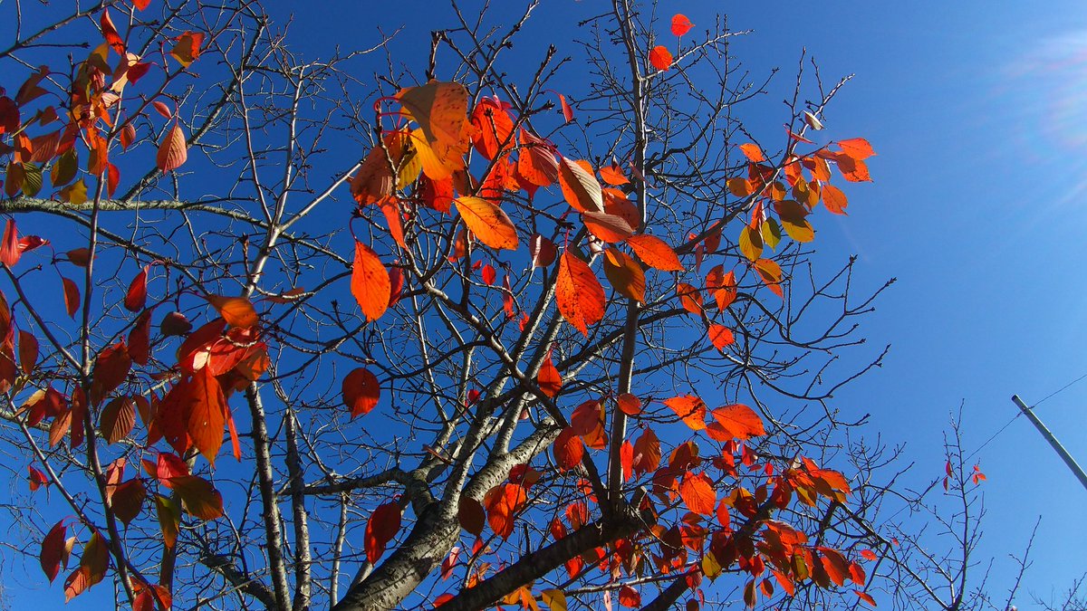 「散歩道」紅葉🍁の名残児童公園の桜