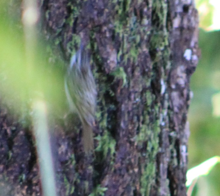 Darren Naish on Twitter "Wow I hate photographing small passerines