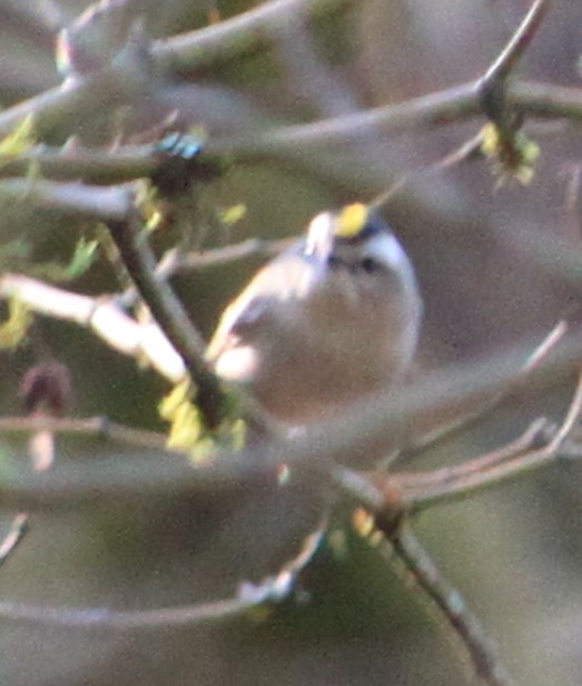 Darren Naish on Twitter "Wow I hate photographing small passerines
