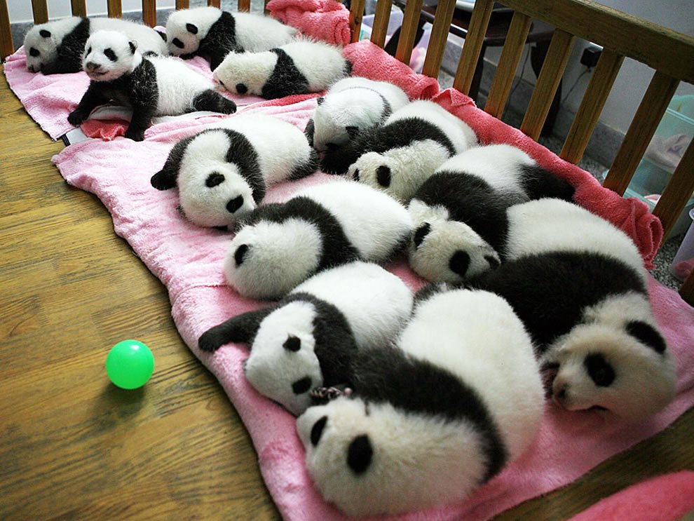HourlyPanda's tweet photo. https://t.co/upfMlqQQJS