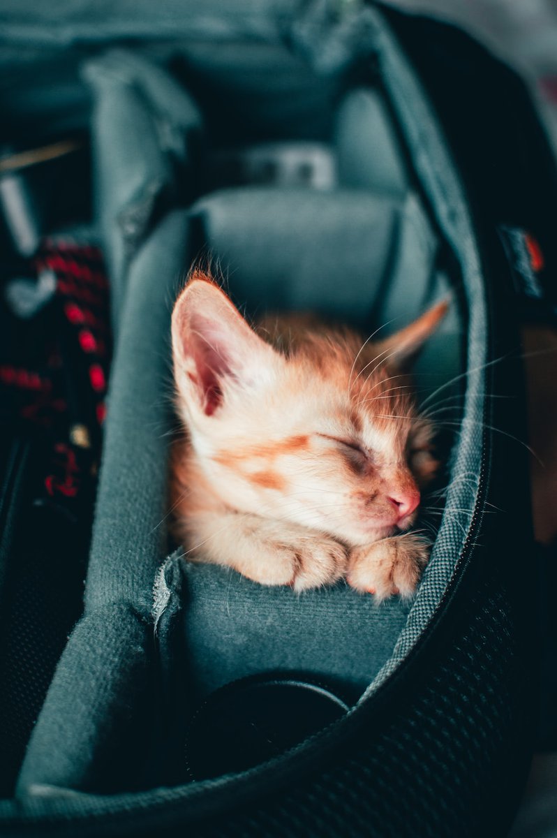 Random Kitties tweet media