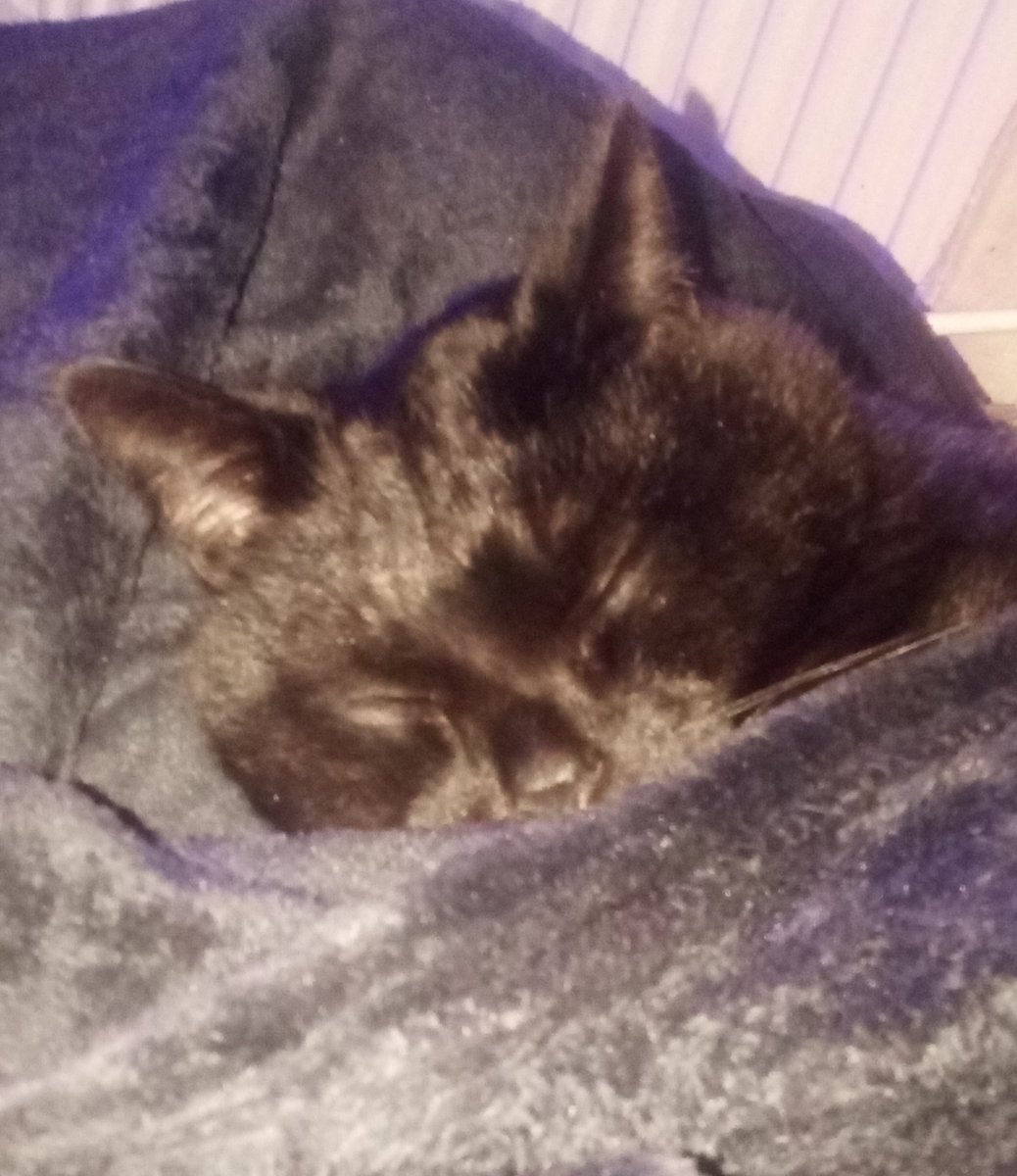 Kila_Knight's tweet photo. Since i know @khoidaooo loves cats; I decided to share my boy Shadow who is nice and tucked in. https://t.co/uObvHvaIim