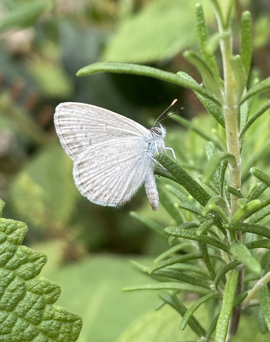 DryRiverbedGirl's tweet photo. Sweet little lycaenid I spotted in my garden this morning 💙🦋💙
Not bad for an iPhone pic I reckon 🎉
#butterflies #backyardbugs #insects #nature #nofilter https://t.co/ED7XHBt4lm