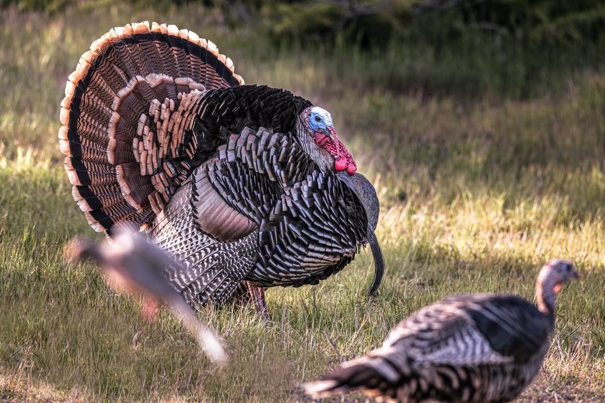 MarkHeathering3's tweet photo. Her presence did not go unnoticed

Happy Thanksgiving

#wildturkey #matingdisplay #NaturePhotography #birdphotography  #markheatheringtonphotography https://t.co/hIKtXD4hv8