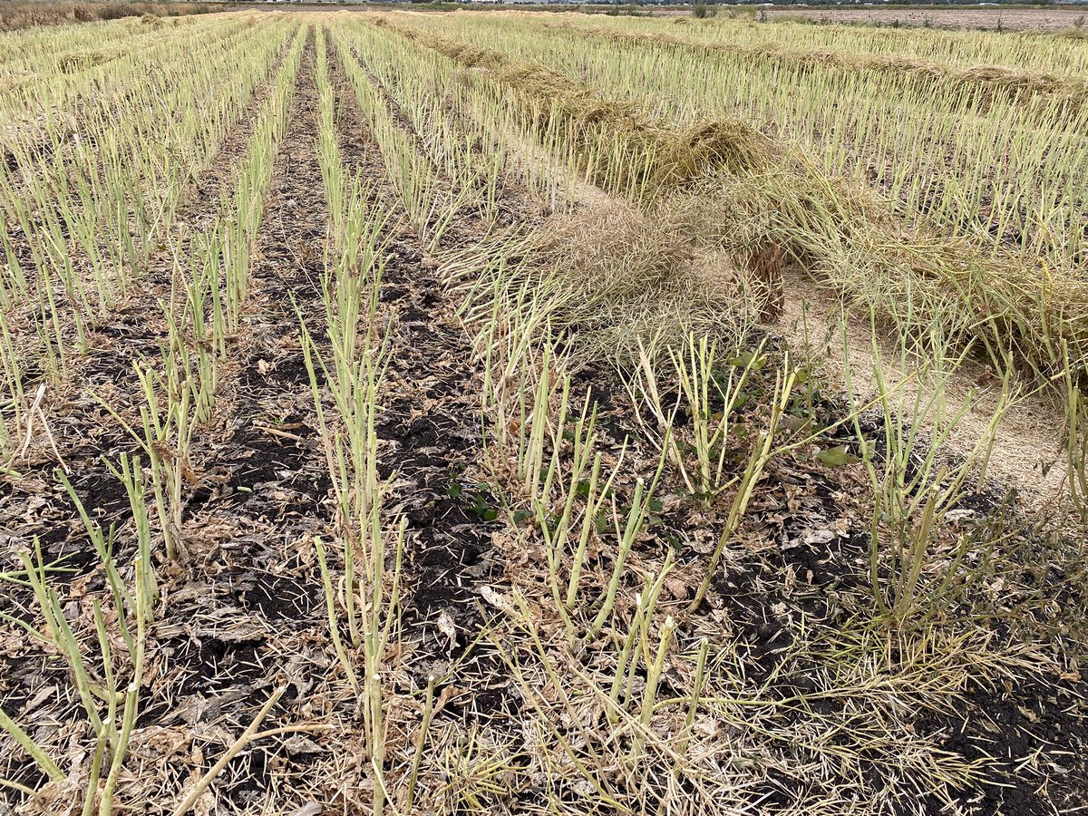 trevor_philp's tweet photo. First Block of Blazer Canola Did 3.65 t/ha at Allora Qld, Not bad for novices @CaptainCanola https://t.co/elAcwB65i2