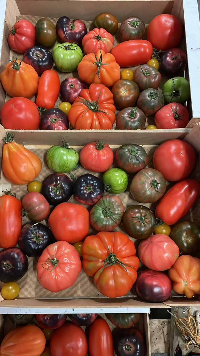 Courgettes✅, Red Chillies🌶️, Red Habaneros 🥵&amp; Heritage Mix Toms🍅 now with us🚚! Place your order🗒️ and start enjoying 😋 #NicolasGarden #Chillicious