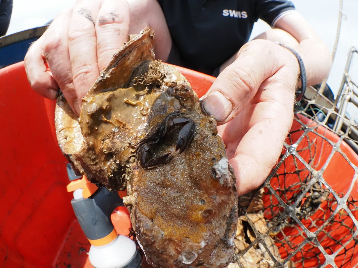 HemrajAshley's tweet photo. Rapid increase of Oysters and #biodiversity from #global #restoration efforts is very promising. It is also clear that restored oyster reefs need time to become complex self-sustaining ecosystems
@MarineFutureLab @SWIMSHKU @hku_science @ScienceAdvances 
https://t.co/JhxCFxJfhs https://t.co/4OrrZaxKoH