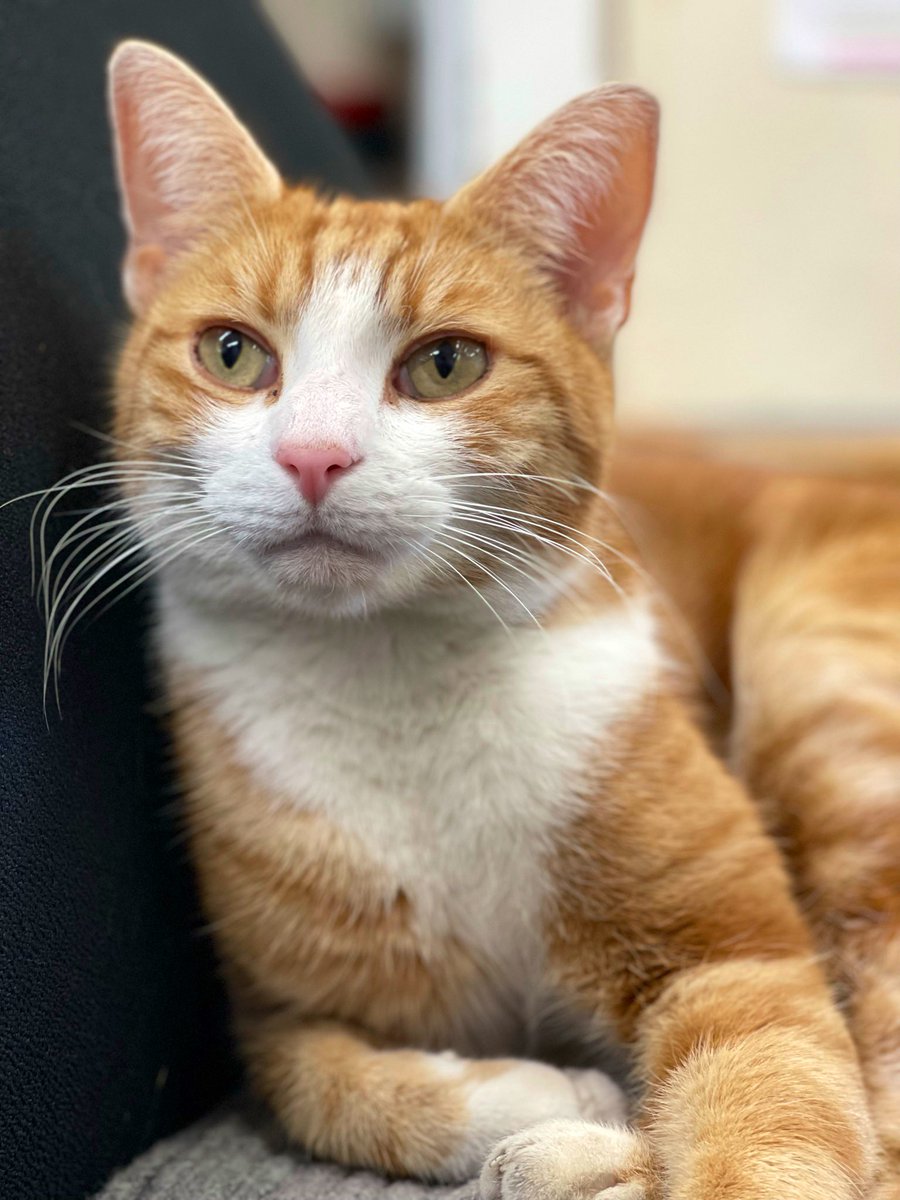 George The Stourbridge Junction Station Cat tweet media