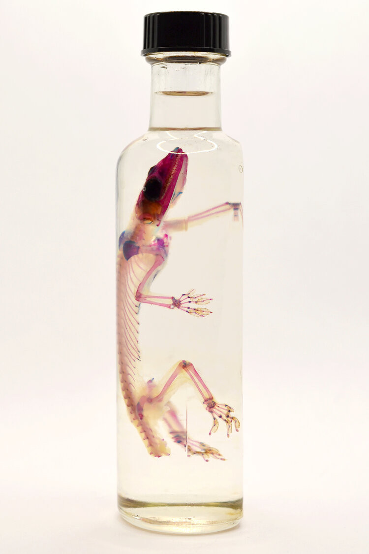 animalsamples's tweet photo. my first squirrel is available for you
#squirrel #diaphonized #diaphonization #specimen #wetspecimen #art #darkart #deadart #dead #deadthing #vulture #vultureculture #artist #dye #reborn #skeleton #skull #resin #odd #weird #horror #strange #curiosity #oddities https://t.co/dTNBtG4j3J
