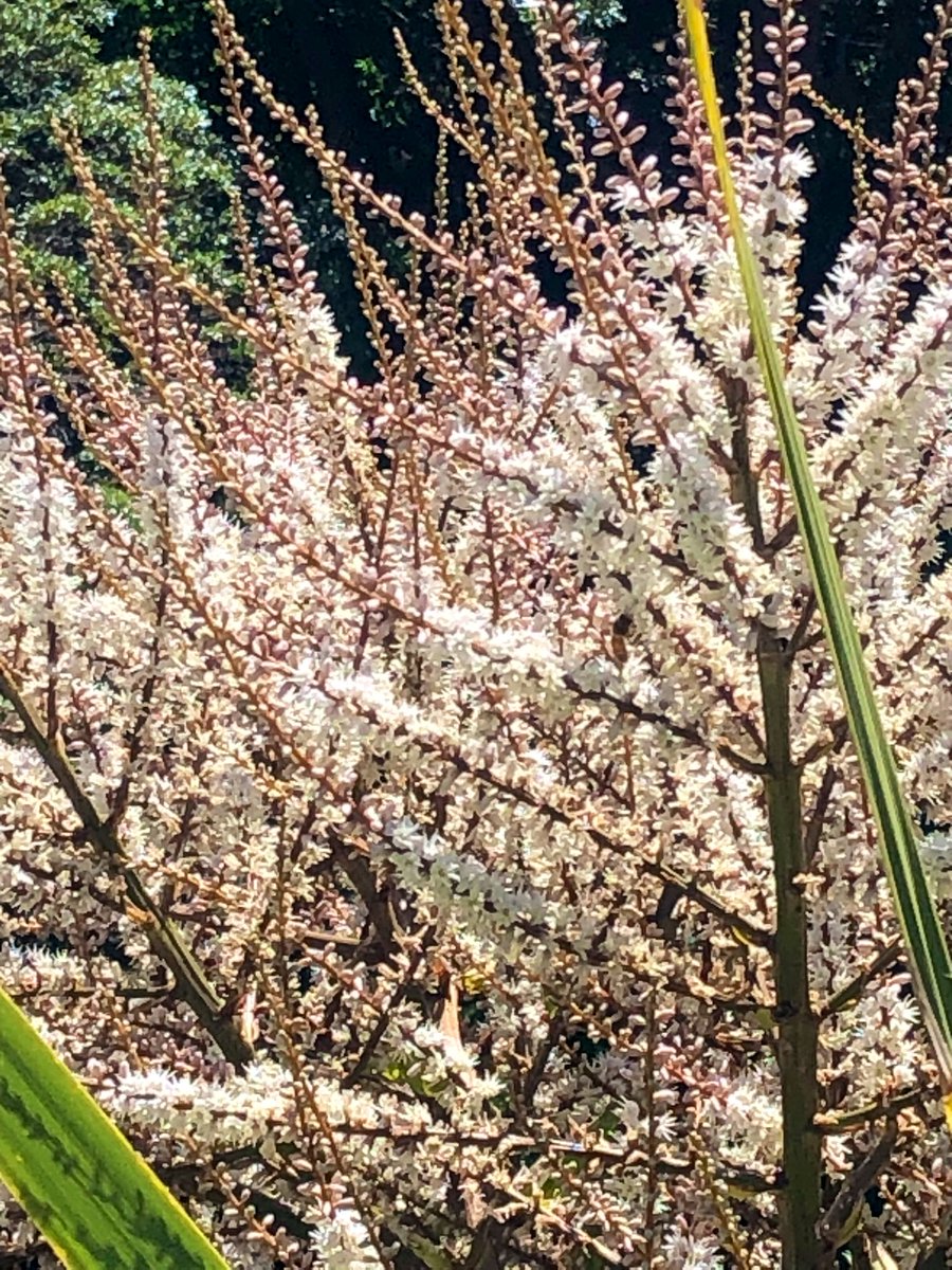 templetonf's tweet photo. Beautiful scent and the bees love it too, flowering #tīkōuka #cabbagetree https://t.co/1Lt7FvJUuh