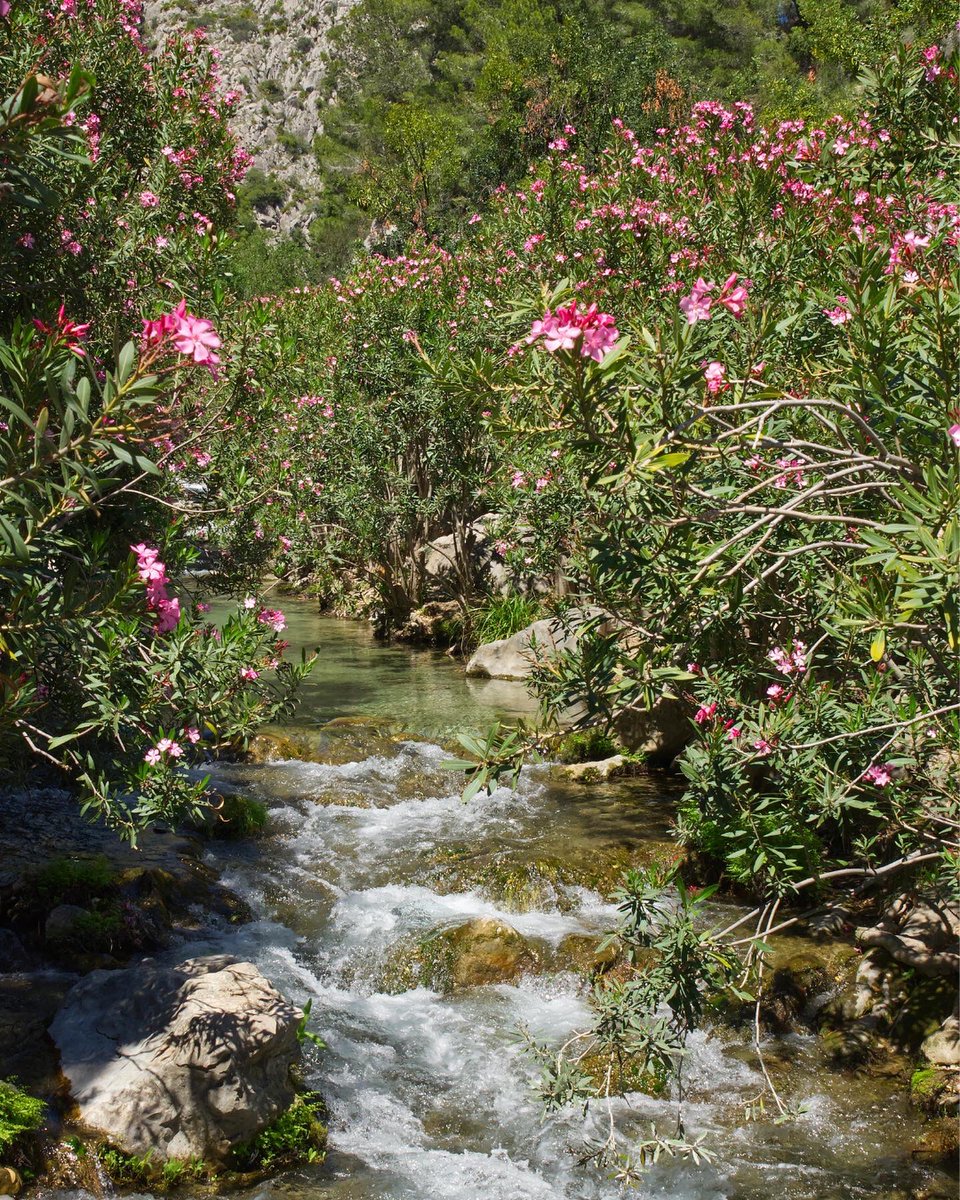 costablancaorg's tweet photo. ¡Buenas noticias! Las Fuentes del Algar vuelven a abrir sus puertas 🌳💦 Ya puedes disfrutar de paseos entre cascadas, pozas y naturaleza 💚 - #CostaBlanca #CallosadenSarrià #FontsdAlgar https://t.co/bcXPZcHR4V