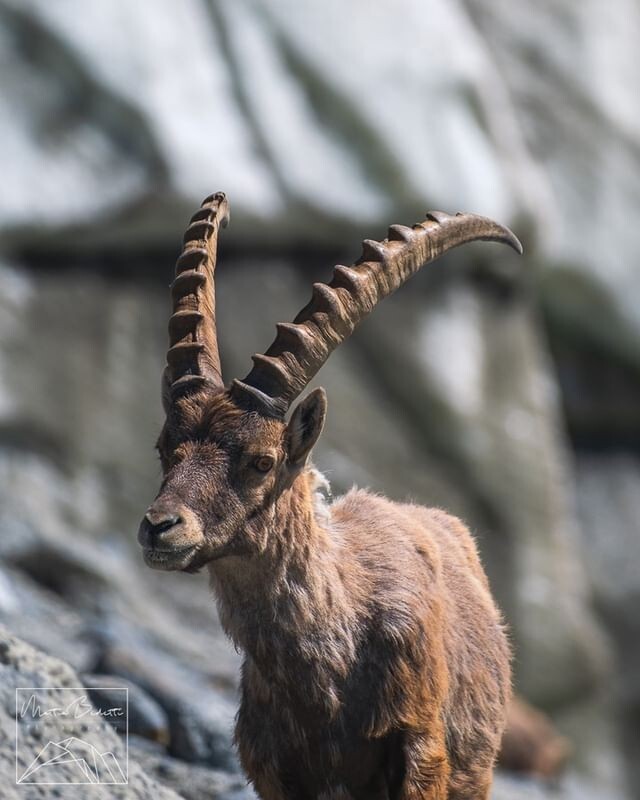 InstaValmalenco's tweet photo. @mattiabedettiphotography
.
Fujifilm X-T3 a 300mm
1/950 sec a f/5.6, ISO160
.
#fujifilmitalia #valmalenco #fellaria #valtellina #valtellinalovers #valtellinalovers #lombardia #lombardia_bestphoto #clubalpinoitaliano #inlombardia #alpilombarde #stambecco… https://t.co/s8gi5xFaDE https://t.co/WAHaWjR8hp