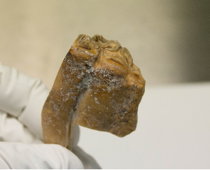 WildlifeGenUoO's tweet photo. 3/10 Our oldest sample of farm animals is from a horse predating its domestication (over 6000 years old), but most samples come from #MedievalPeriod. In the picture you can see an #archaeological tooth with bite wear. #aDNAforScience https://t.co/4ijEVp1U8E