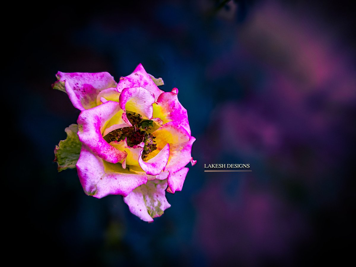 Mahesh_MSDian's tweet photo. Edit and Original
#LakeshDesigns
#MobilePhotography
#lightroom #MobileEdits
@Lightroom @Picsart https://t.co/dD9bz7iwp4