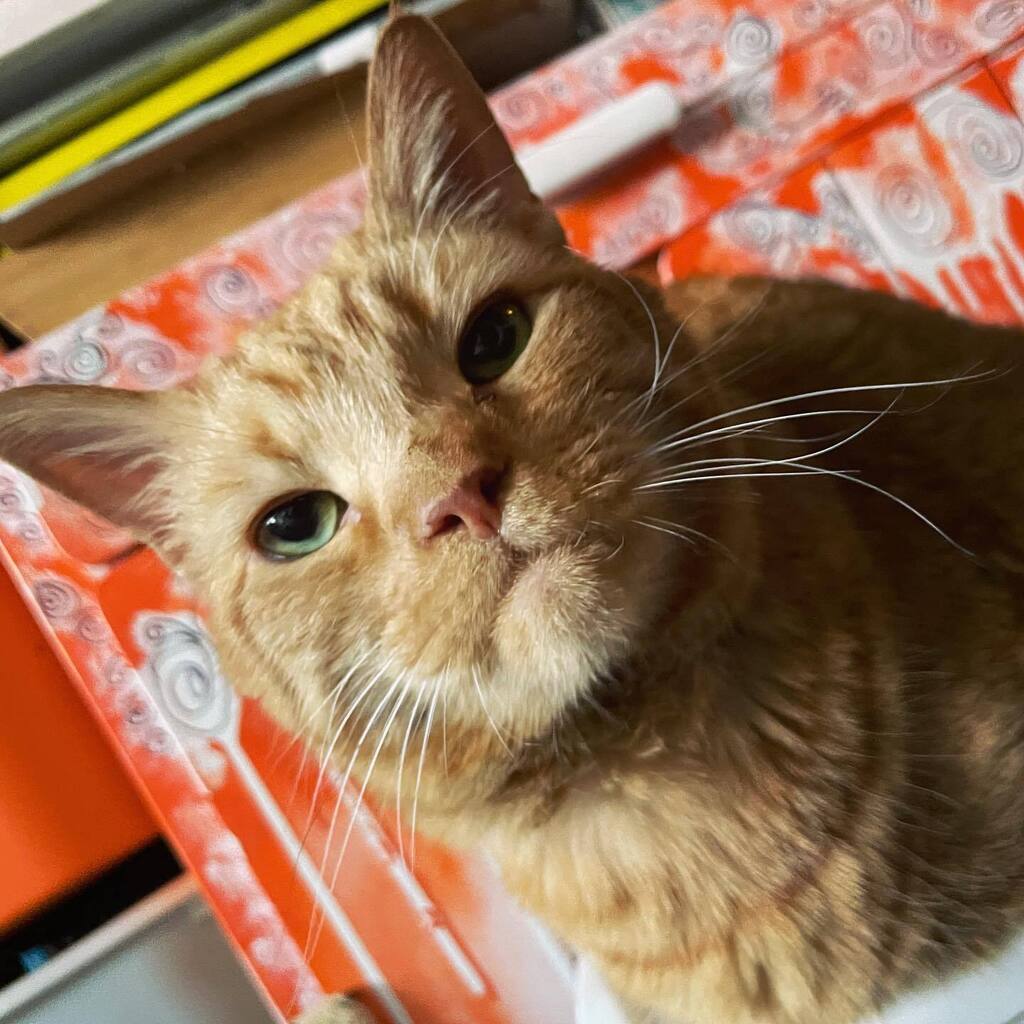 MrTikiGolden's tweet photo. Happy Whisker Wednesday! #whiskerwednesday https://t.co/qdDET73pAr https://t.co/W8ygkZL5lh