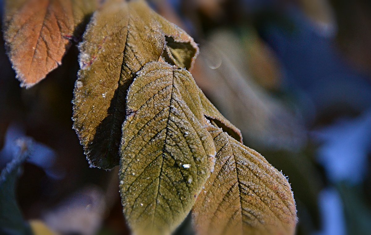 urbanehillbilly's tweet photo. #Frosty #RoseWednesday some #rain last night, followed by a slight dusting of #snow then some #frost-- possibly both #hoar and #rime. #Morning #sun just hitting some spots.. one wild rose, one rugosa in the #garden..#winter #november #NaturePhotography https://t.co/m307WXo7np