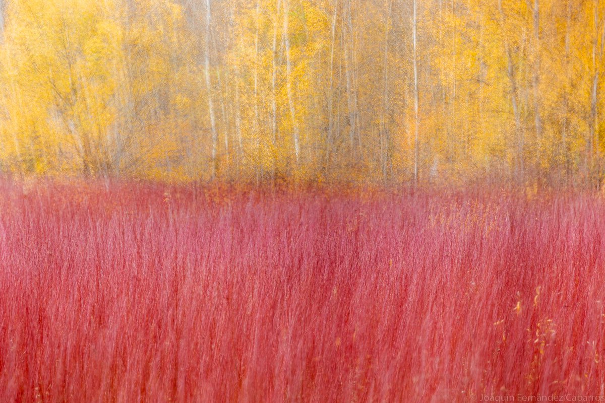 La llamada del otoño, este año fue telefónica 😎.