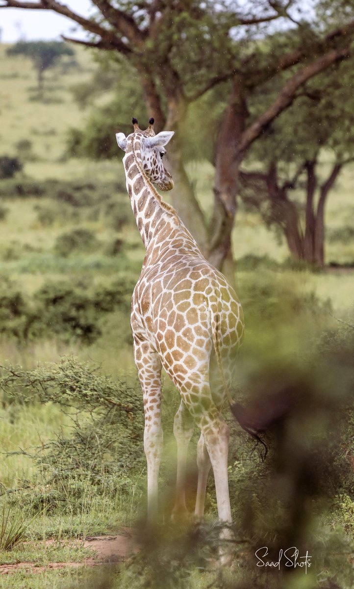 BTW i shoot wild-life too. 
what's your fav?
kindly retweet when this pops up🙏🙏🙏🙏