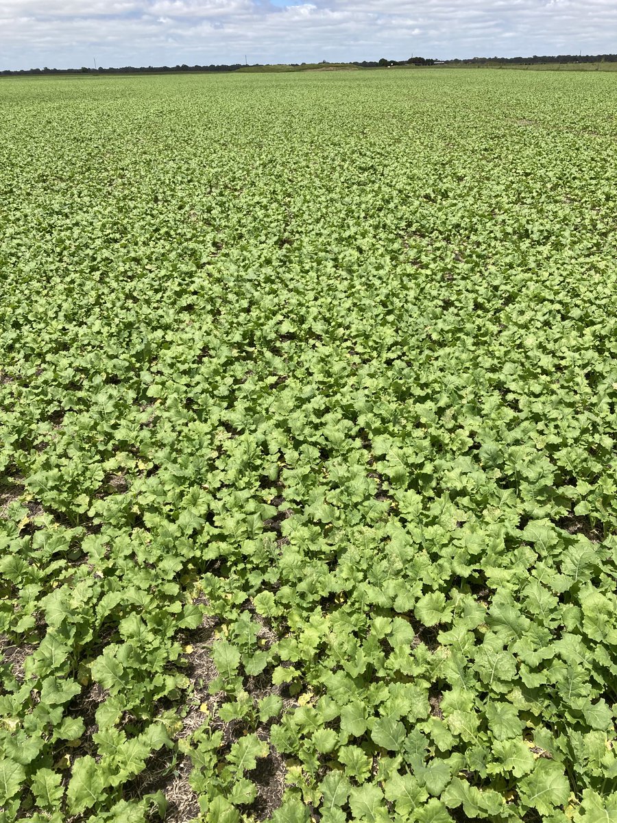 Phil White tweet media