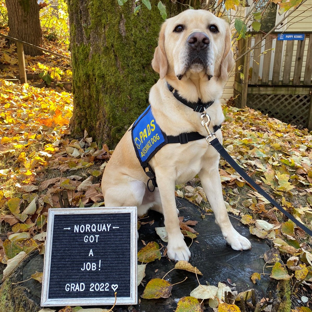 PADSdogs's tweet photo. The Adorable Norquay Got A Job! He passed his pre-placement testing and has been matched with a client. Congratulations to PADS Norquay and his amazing village for your time, heart &amp; commitment! #LifeInTheBlueVest #PADSDogs https://t.co/pmW5mJDhvZ