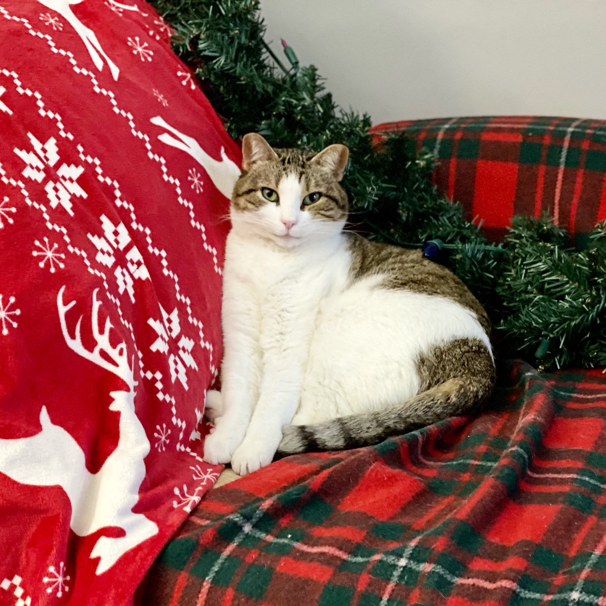JanisIrwin's tweet photo. The happiest boy, festive edition 🥰🎄 https://t.co/A0N72yoW0v