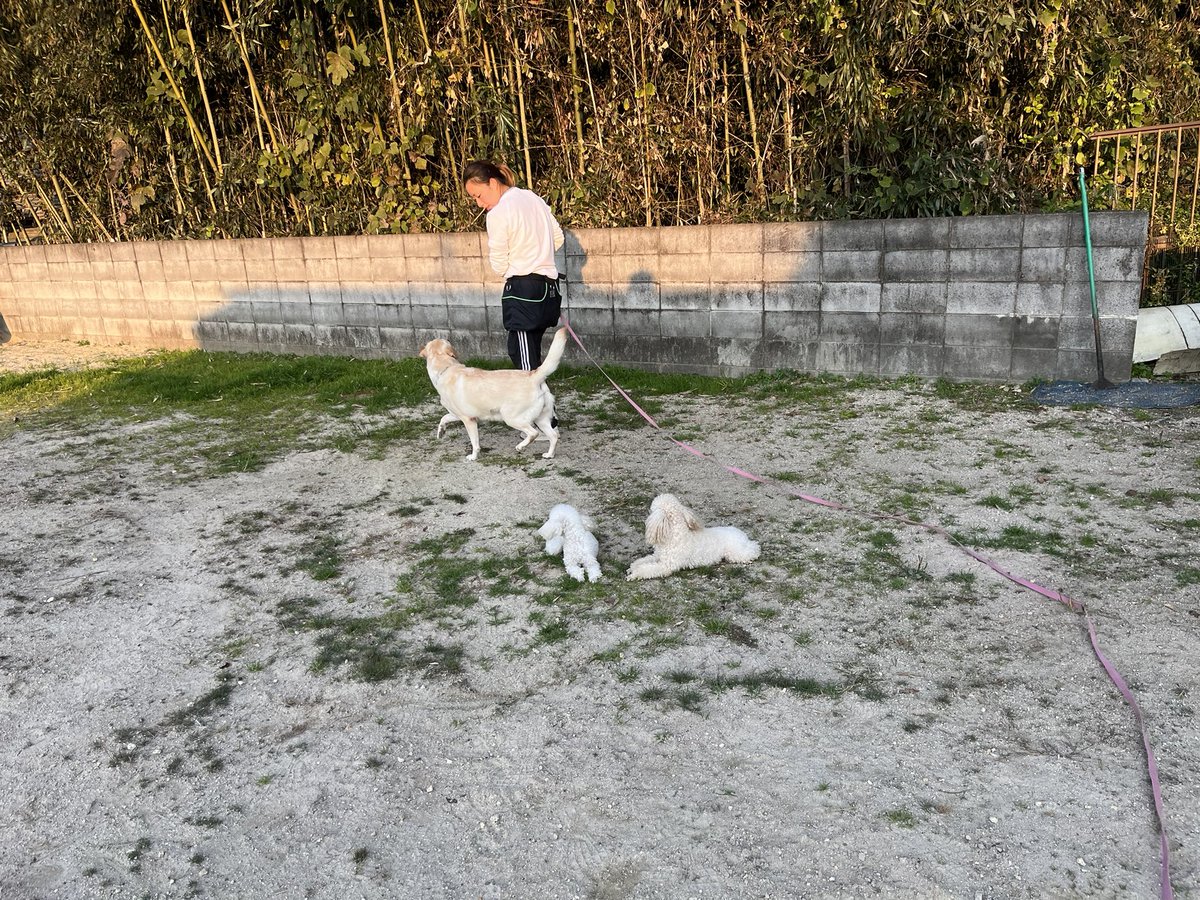 33dog_staff's tweet photo. 伏せて指示があるまで待つ練習
途中わんちゃんが近くでトレーニングし始めましたが、誘惑に負けず頑張りました！

#聴導犬 https://t.co/27GSVVYpfu