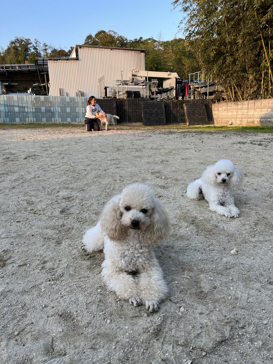 33dog_staff's tweet photo. 伏せて指示があるまで待つ練習
途中わんちゃんが近くでトレーニングし始めましたが、誘惑に負けず頑張りました！

#聴導犬 https://t.co/27GSVVYpfu