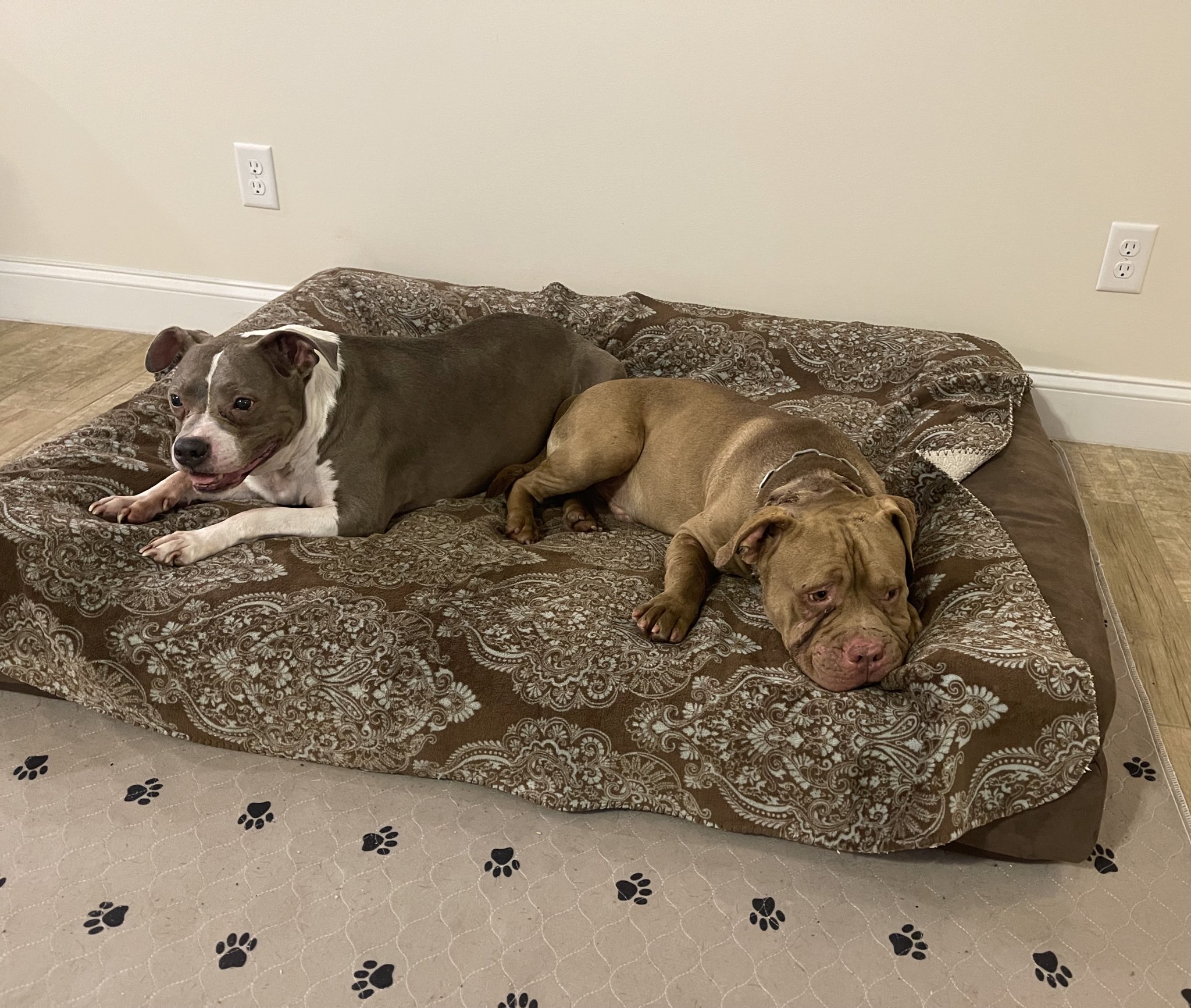 Holi Hurricane on Twitter "He’s so sweet 🙈🥰🐶 https //t.co/zrKNBLI246" / Twitter