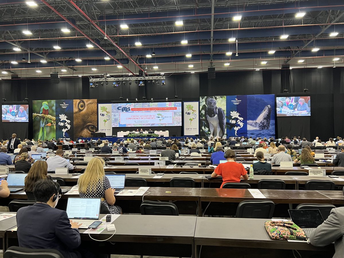 Along with 41 countries, Maldives co-sponsored proposal 37 on requiem sharks at CITES CoP19. This proposal has won more than 2/3rd majority vote at Committee 1 recommending to be adopted at Plenary today. This is huge and a crucial step towards conservation of shark populations.