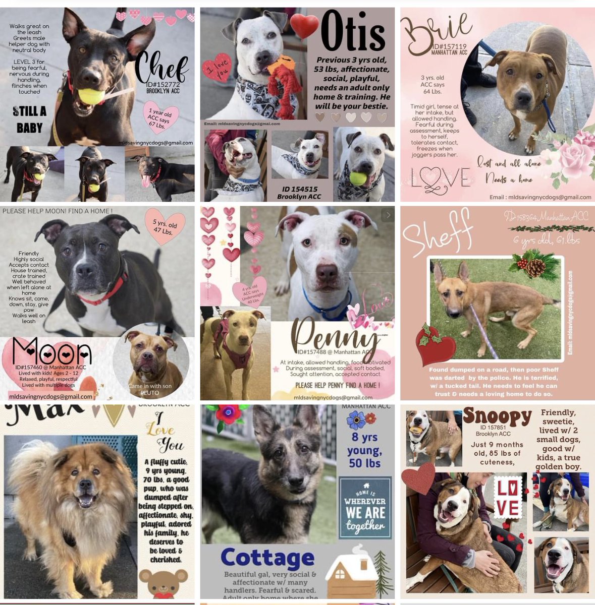 TomJumboGrumbo's tweet photo. If you’ve been thinking about adopting an NYCACC dog, do it now. @ElayneBoosler and Tails of Joy are offering a generous donation of a FULL YEAR of food, treats, vaccines, standard vet visits, plus a leash, bed, collar. Adopt your new best friend and email elayne@tailsofjoy.net. https://t.co/zxAIyiZ1Zq