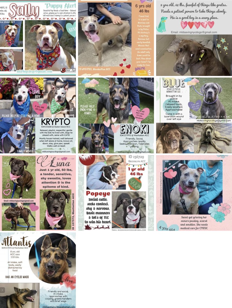 TomJumboGrumbo's tweet photo. If you’ve been thinking about adopting an NYCACC dog, do it now. @ElayneBoosler and Tails of Joy are offering a generous donation of a FULL YEAR of food, treats, vaccines, standard vet visits, plus a leash, bed, collar. Adopt your new best friend and email elayne@tailsofjoy.net. https://t.co/zxAIyiZ1Zq