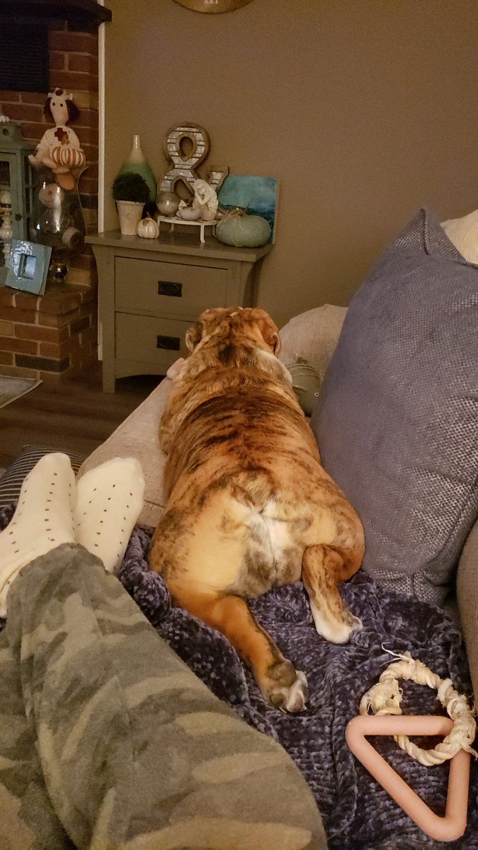 deniselynne1966's tweet photo. Does this sofa make me look chubba?? Heads or tails 🤣🤣🤣
#just2seeusmile @jamielynne223 
🐾🦃🥰 #pipergrace 🌿💕🤍 https://t.co/vCD9tTlBKk